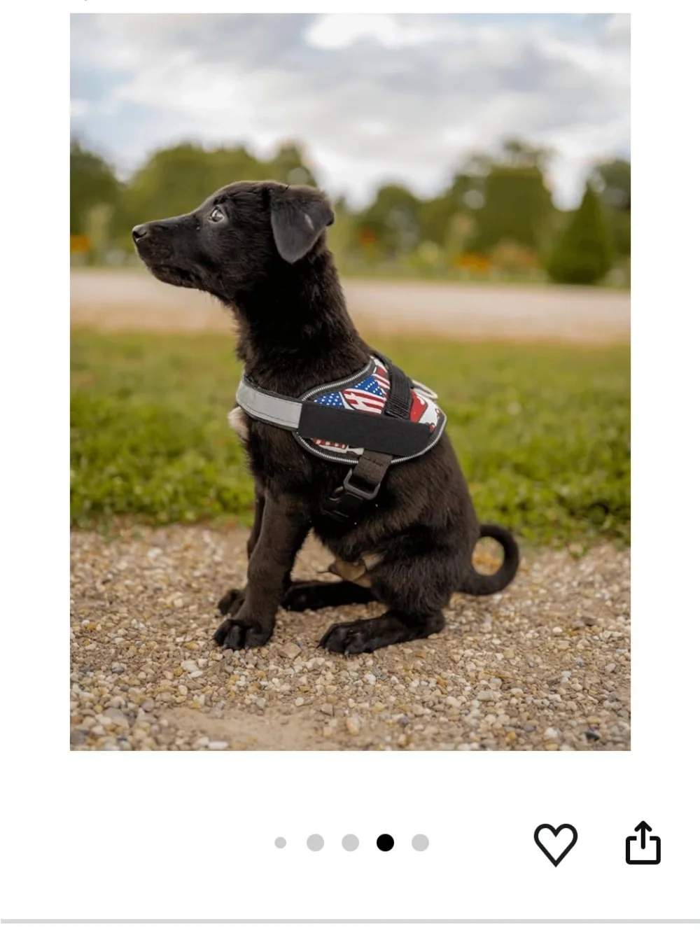 🚘 🆕 Veterinarian-Approved Red Padded Dog Harness with Reflective Trim size M